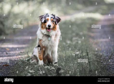 Chien De Berger Australien Merle Banque De Photographies Et Dimages