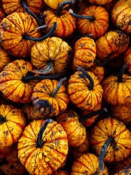 A Sunday Afternoon at a Pumpkin Patch