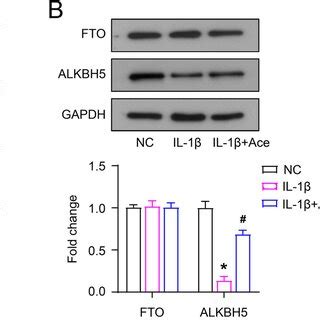 Ace changes the m⁶A levels and m⁶A related proteins expression in