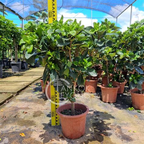 Tkl Outdoor Big Size Gardenia Jasminoides Var Fortuniana Cape