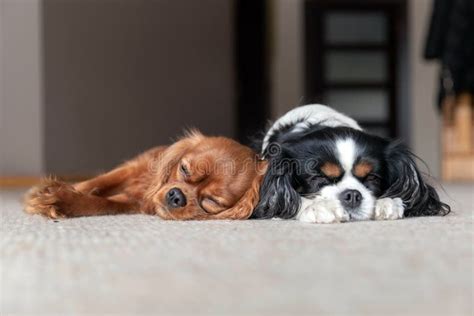 Two Dogs Sleeping Together Stock Image Image Of Cuteness 200896549