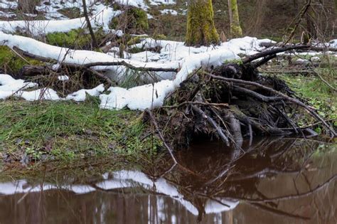 Vieille For T Dans Le Marais Des Troncs D Arbres Pais Recouverts De