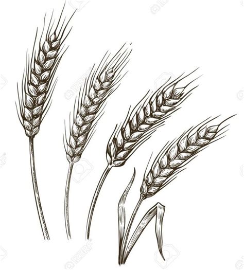 How To Draw A Wheat