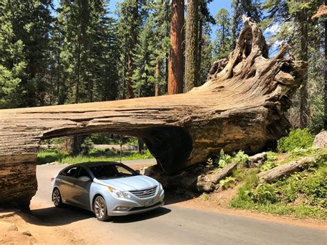 Sequoia National Park A Day In The Land Of Giants