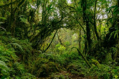 421 Amazon Jungle Trees Dense Vegetation Stock Photos Free Royalty