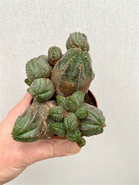 Euphorbia Obesa Hybride Kakteen Succulenten Caudex Pflanzen