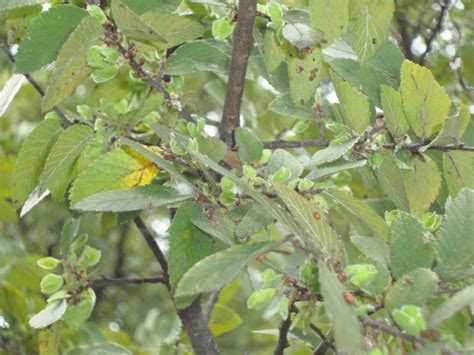 Where Plants Rule Fall Elm