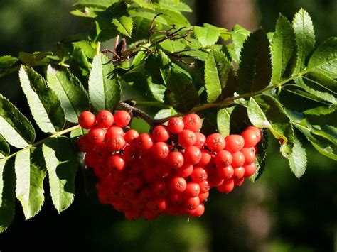 Free Picture Food Branch Nature Berry Fruit Leaf Plant Tree