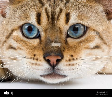 Seal Mink atigrado Bengala gato doméstico Retrato de hombre con ojos