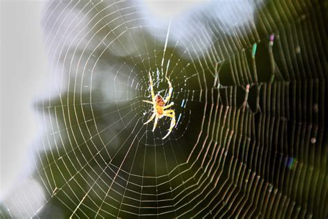 Piqûre d araignée comment la reconnaître et que faire Top Santé