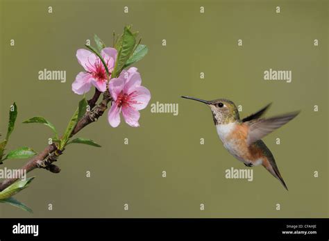 Female Rufous Hummingbird (Selasphorus rufus) feeding on the nectar of ...