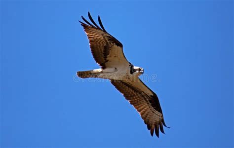 Osprey Seahawk Unique Raptor Bird of Prey Avian Flying in Michigan ...