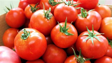 QUÉ ES EL TOMATE FRUTA VERDURA O VEGETAL