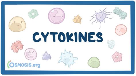 Cytokines: Video, Anatomy, Definition Function Osmosis, 59% OFF