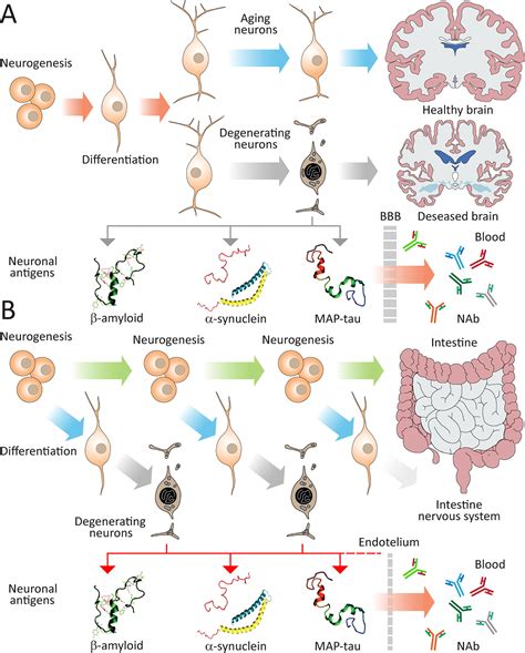 Adult Neurogenesis In The Gut Homeostatic Autoimmunity And