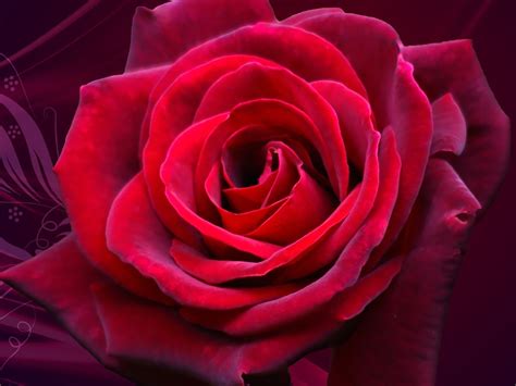 Mobile-Wallpapers-Images-Pictures-Photos: lovely rose