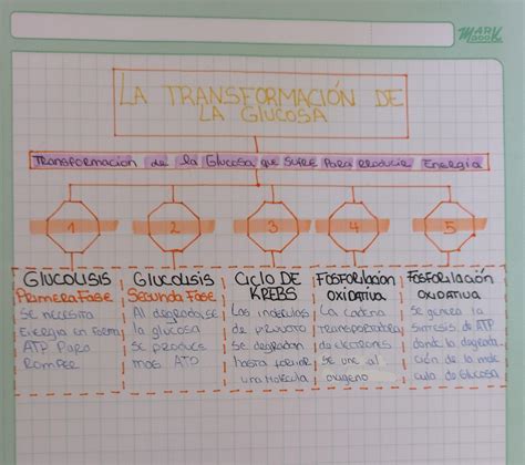 Elaboramos Un Organizador Sobre Las Transformaciones Que Sufre La