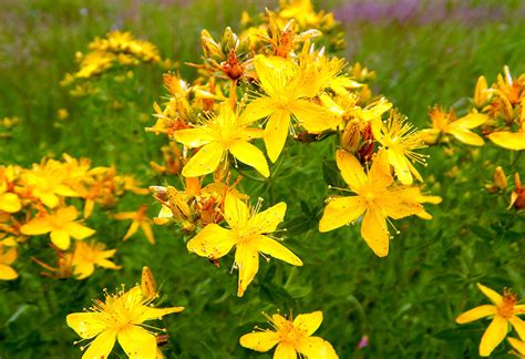 Зверобой и его польза