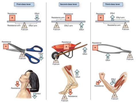 Muscles/Bones/Joints as Lever Systems: Objective 12 Flashcards | Quizlet