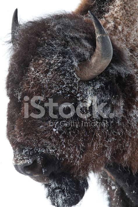 American Bison Stock Photo Royalty Free Freeimages