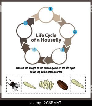 Science Housefly Life Cycle Stock Vector Image Art Alamy