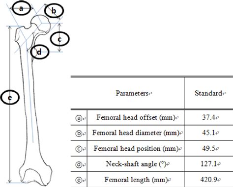 Femur Bone Length Chart