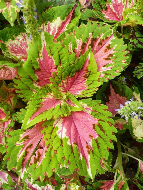 15 Pink-Leaved Plants That Offer Subtle Color