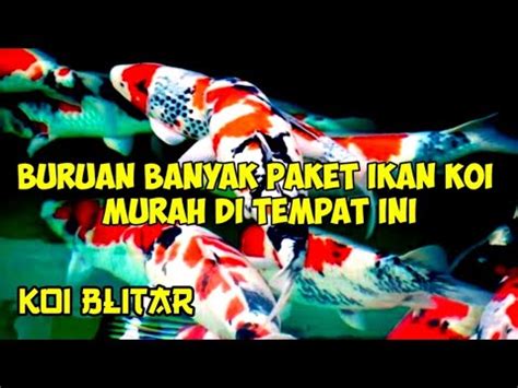 Review Harga Paket Ikan Koi Murah Koi Blitar Youtube