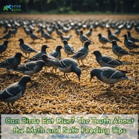 Can Birds Eat Rice? The Truth About the Myth and Safe Feeding Tips