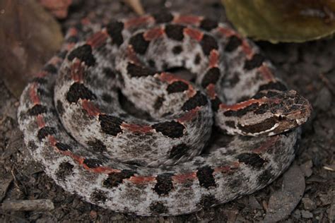 Pigmy Rattlesnake