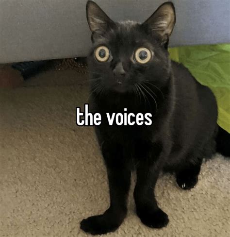 The Voice Of Silly Cats