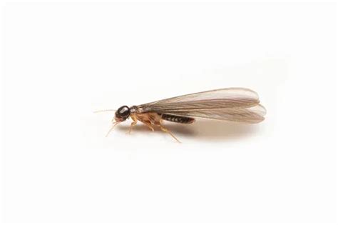 Differences Between Winged Termite Alates And Flying Ants Pest