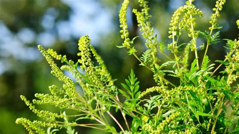 Warnung Vor Ambrosia Giftige Pflanze Endg Ltig Im Garten Loswerden