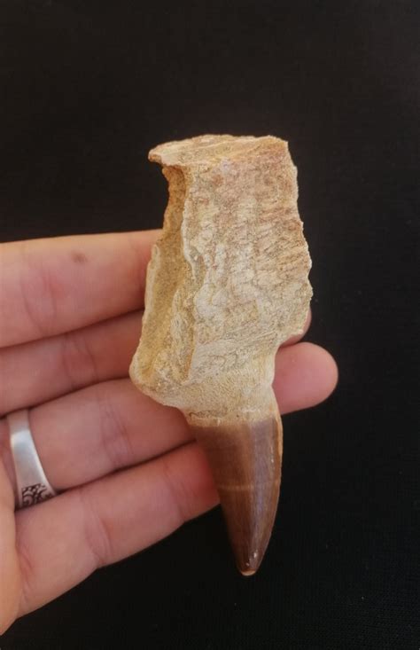 Mosasaur Dinosaur Fossil Tooth 3 Fossilized Mosasaurs Teeth Morocco Etsy