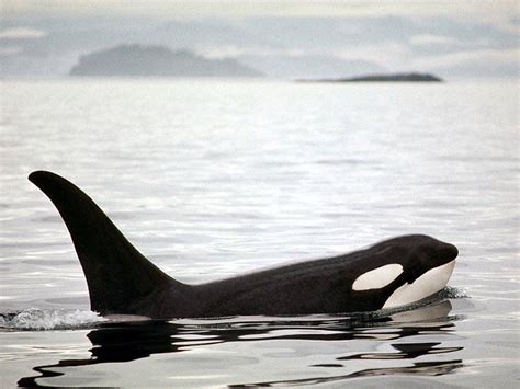 Orca Whale Wallpapers - Wallpaper Cave