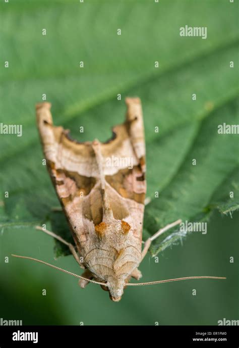 Angle Shades Moth Stock Photo Alamy