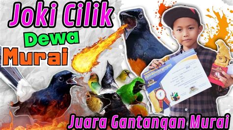 Gantangan Belimbing Enterprise Joki Cilik Juara Gantangan Burung Murai