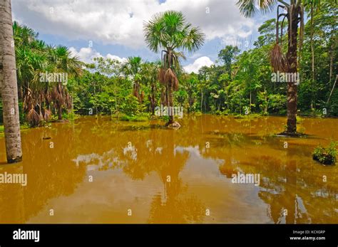 Lagoon In The Amazon Rain Forest Near The Napo River Stock Photo Alamy