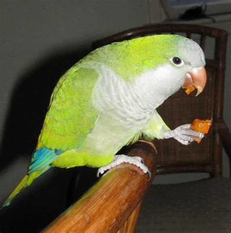 Quaker Parrots As Pets Facts You Should Know Hubpages