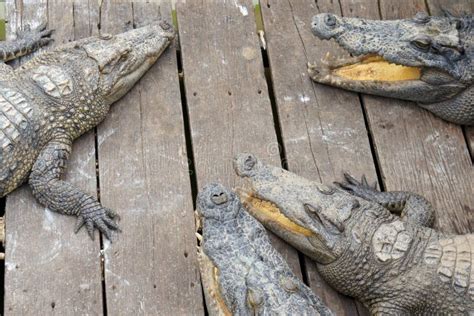 Crocodilos Na Seiva Siem Reap De Tonle Do Lago Cambodia Fotografia