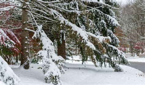 What to Do for Your Trees Before and After Northeast Ohio’s Winter ...