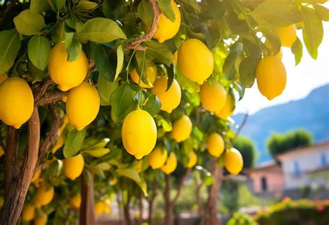 Citrons Poussant Dans Un Jardin Ensoleill Sur La C Te Amalfitaine En