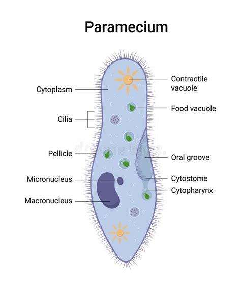 Paramecium Cell Diagram