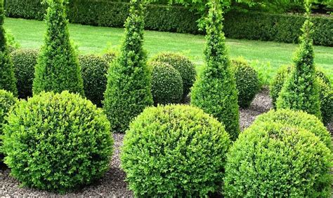 How To Plant Boxwood Hedge Flower Garden Pictures