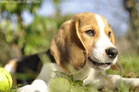 Beagle Chiot Tout Sur Ce Bébé Chien Comportement Photos