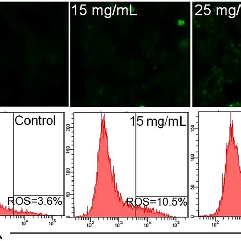 Intracellular ROS Generation In Human HCC Cells Induced By Different