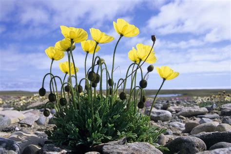 Tundra Poppy