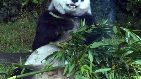 M Xico Cuida De Pandas Mais Longevas Fora Da China V Deo Dailymotion