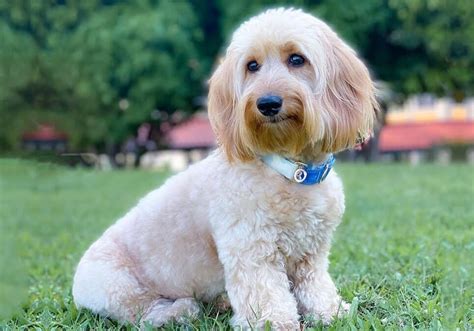 Doxiepoo Puppies for Sale Near Me | Central Park Puppies