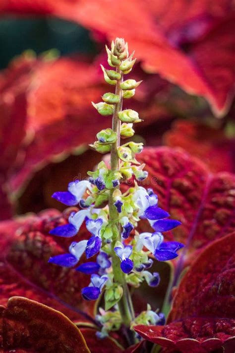 Purple Coleus Solenostemon Scutellarioides Stock Photo Image Of